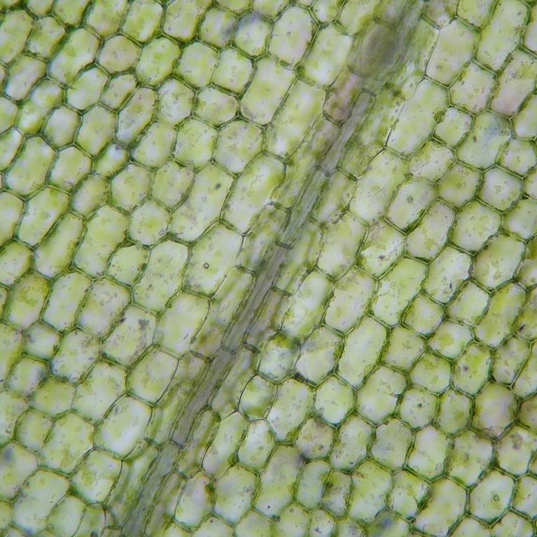 microscope image of plant cells